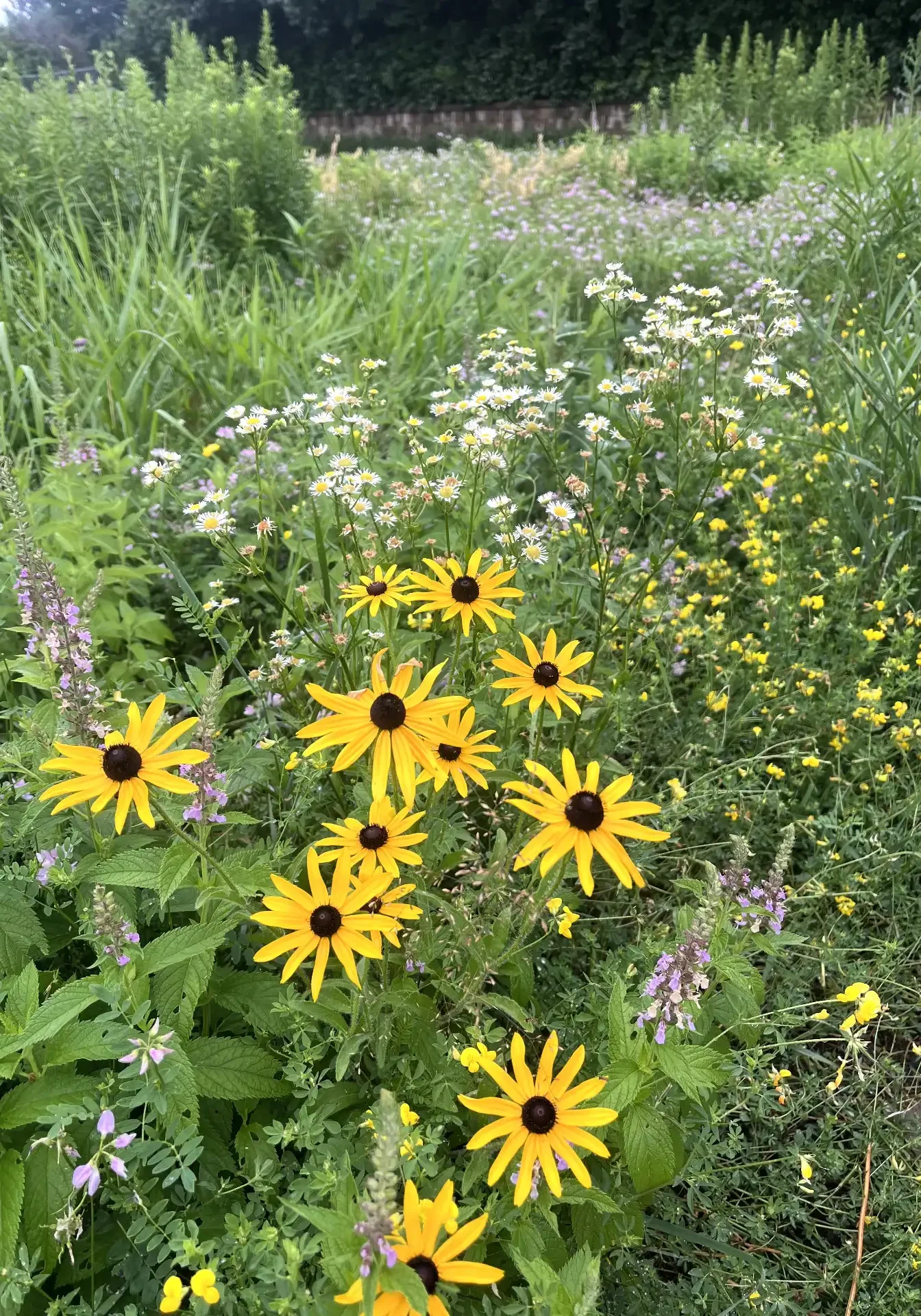 St. Anthony, MN Sustainable Landscaping Services
