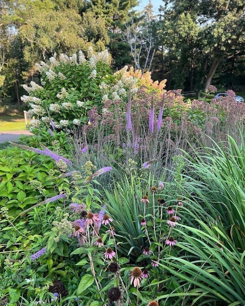 Eco-Friendly Franchise shows their native garden work