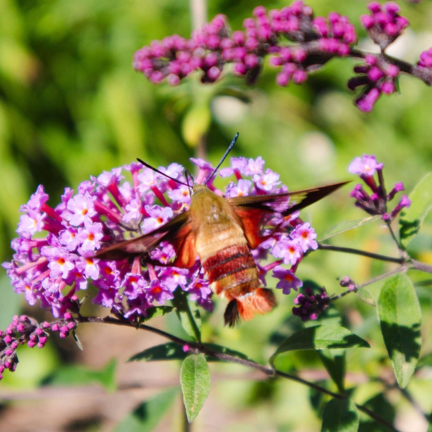 St. Paul, MN Landscape and Gardening Pricing