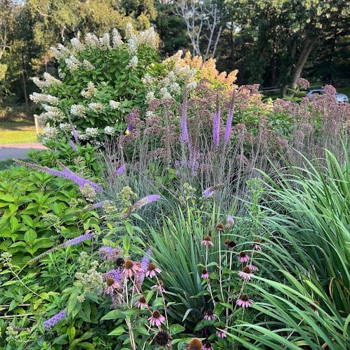 Eco-Friendly Franchise shows their native garden work