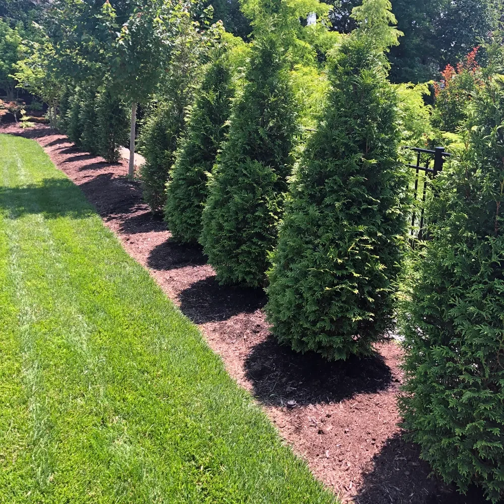 Thuja-Northern-Spire-Arborvitae-2