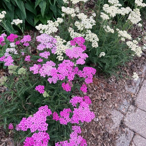 Gardeners & Landscape Contractors Serving St. Paul, MN